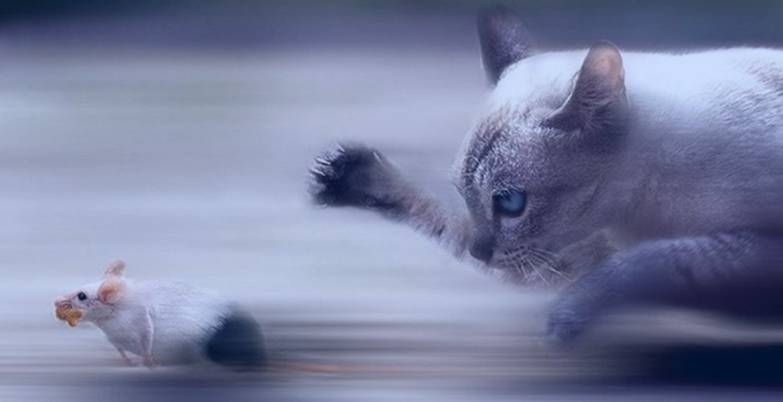 belajar bertahan hidup dari seekor tikus